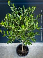 Olivenbaum - Olea Europaea - schönes Bäumchen