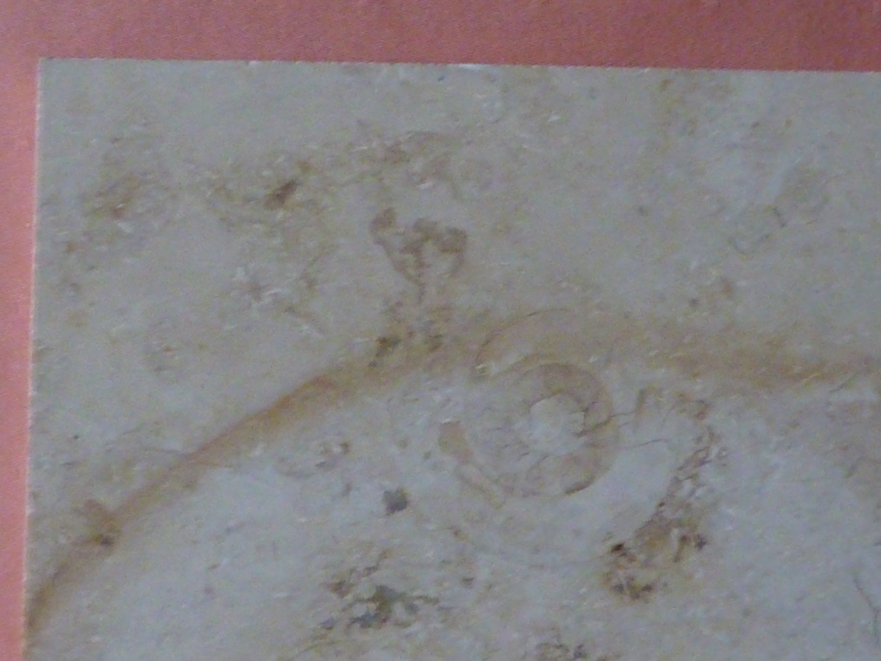 Fossili: Kalksteinplatte mit Ammoniten – Usato da Triengen venduto da Nussbaum14 5