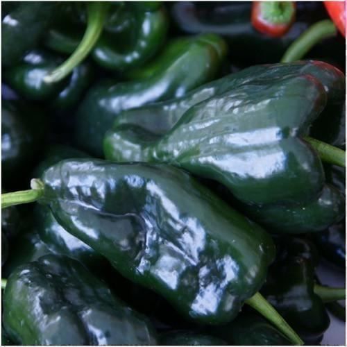 Piante & sementi: 50 Samen ANCHO GRANDE Poblano Chili – Nuovo (secondo la descrizione) da Ehrendingen venduto da VerveinaSamen