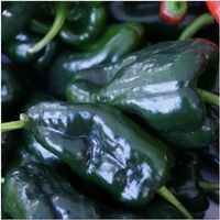 50 Samen ANCHO GRANDE Poblano Chili