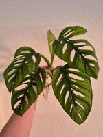 🌿 Monstera Adansonii Mint Kopfsteckling🌿
