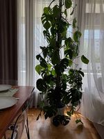 Plante Monstera Deliciosa XXL
