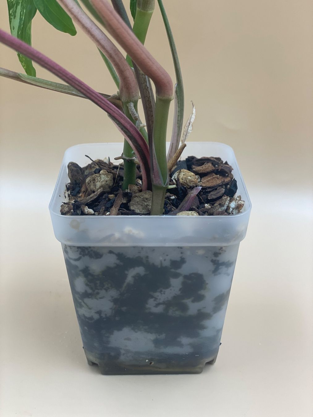 Plantes & graines: Syngonium Albo Variegata – Neuf (Voir description) à Zürich par Leafscape 2