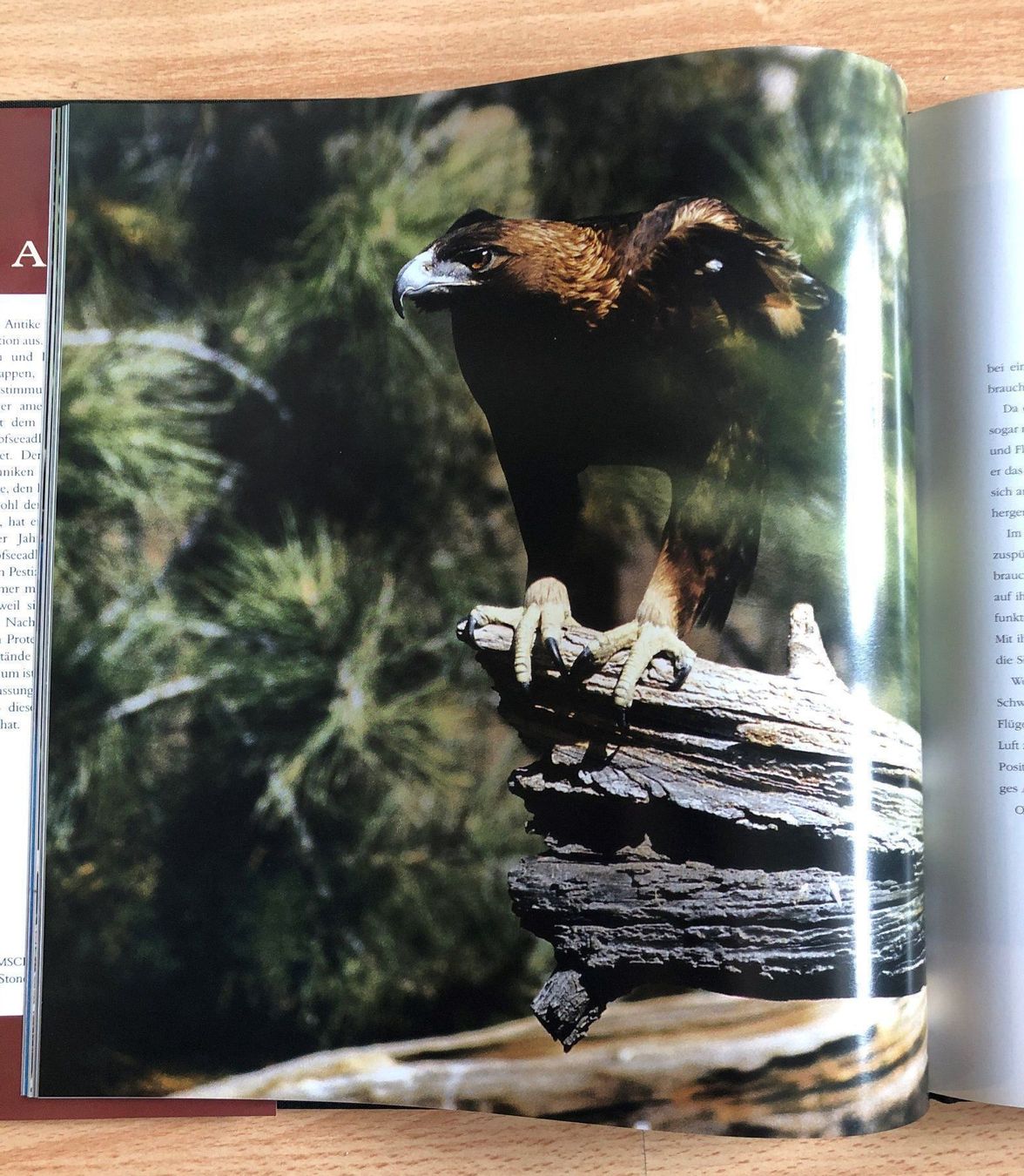 Livres: Adler Buch – D'occasion à Basel par Adler61 1
