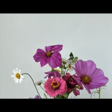 Profile image of Wildblumenliebe