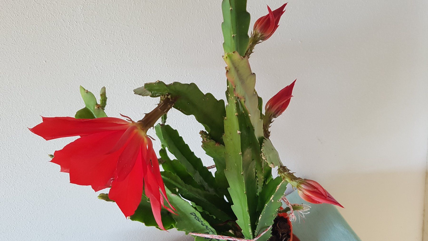 Epiphyllum Blattkaktus Disocactus Ackermannii ganzer Topf (Gebraucht) in  Horw fr CHF 15  nur Abholung auf Ricardo kaufen