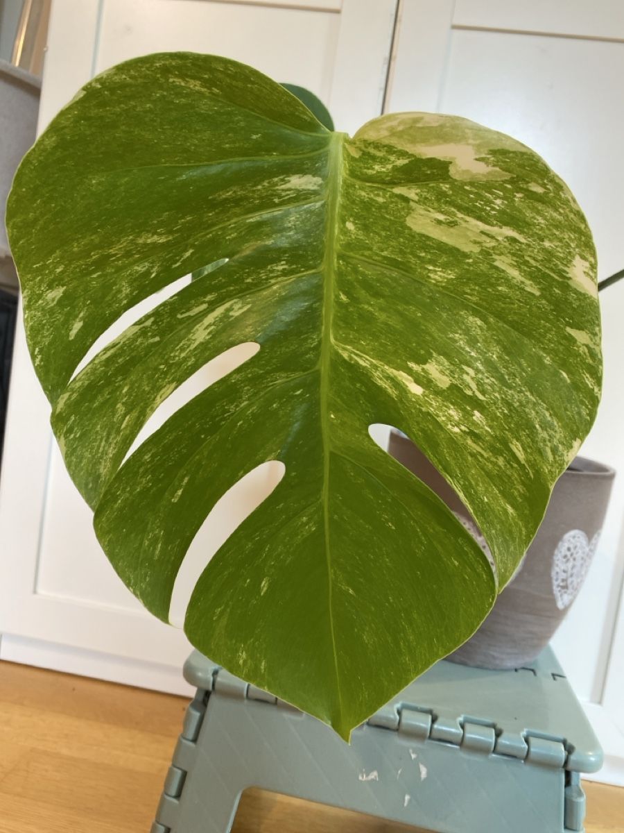 Plantes & graines: Monstera borsigiana variegata – D'occasion à Zürich par sim_hly6 1