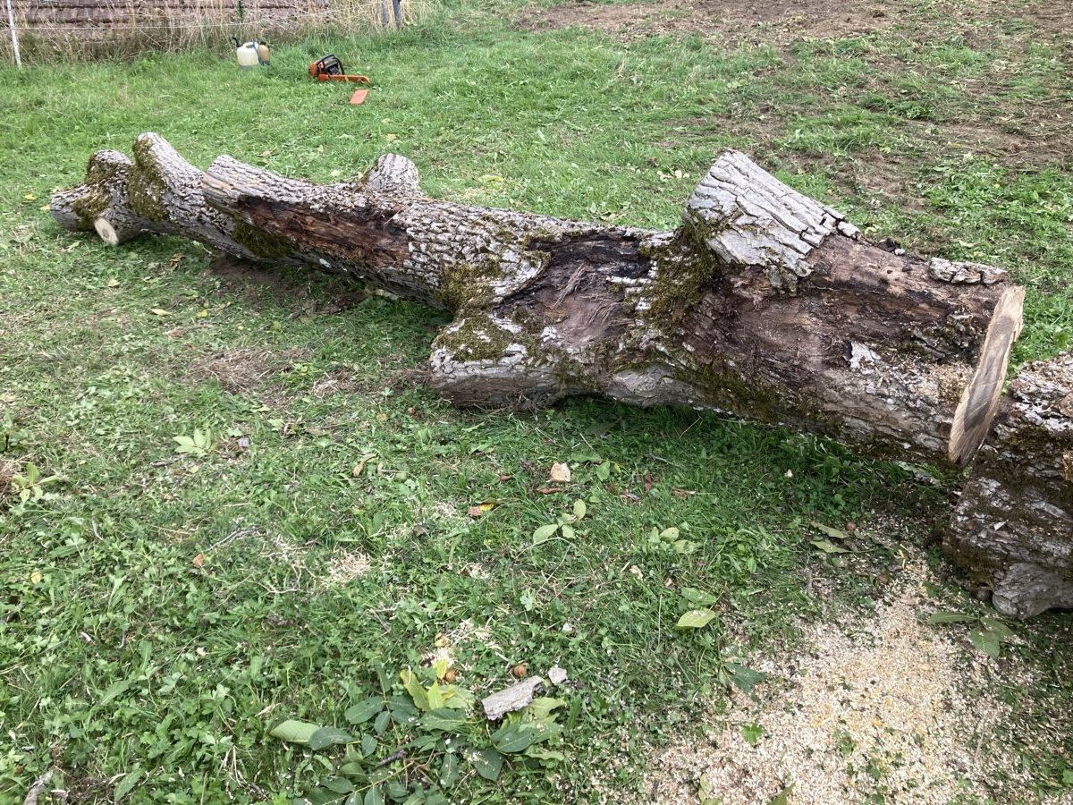 Articoli in legno: Nussbaum/ Walnuss Stamm – Usato da Wetzikon ZH venduto da Rescanv6 2