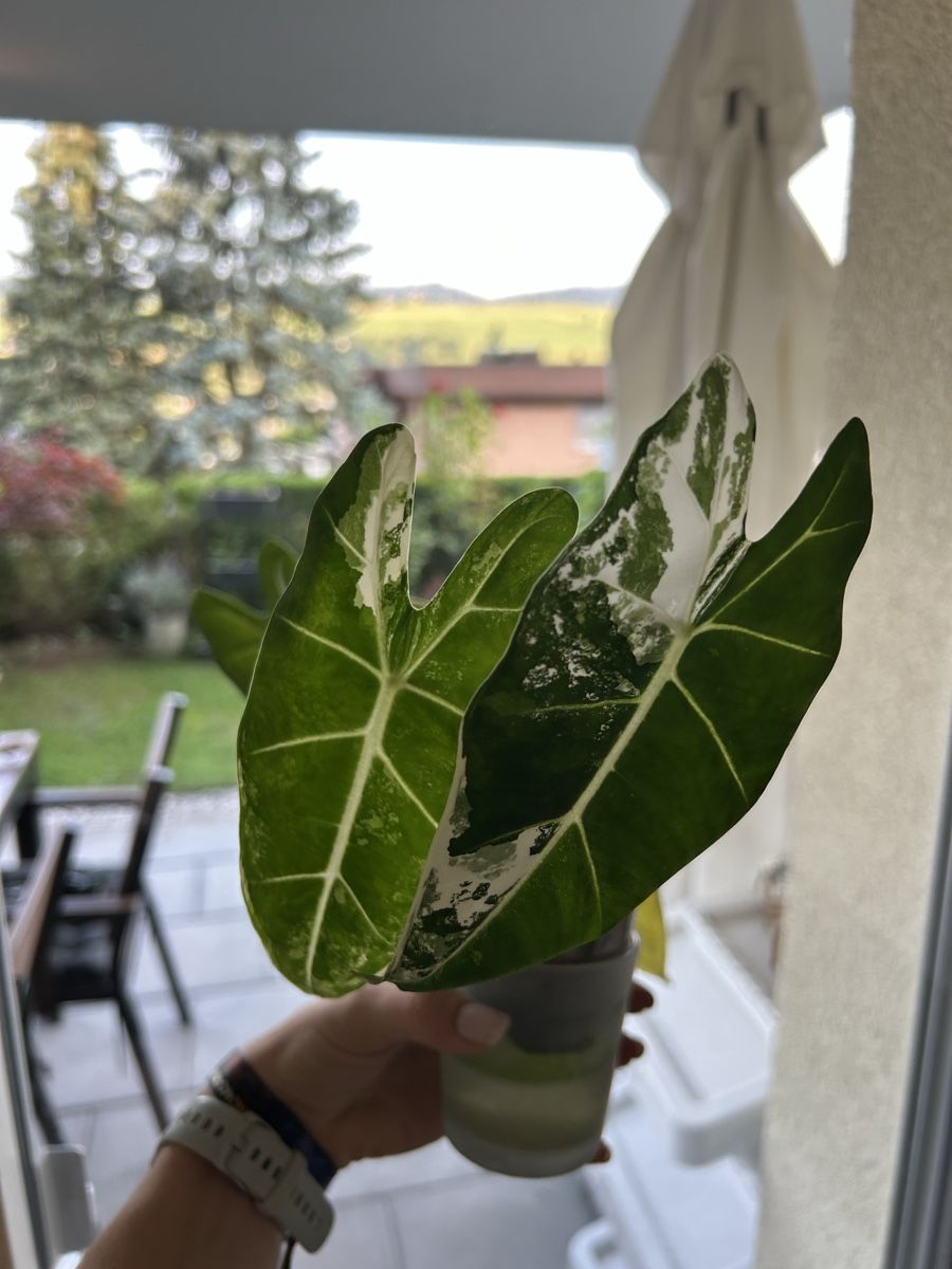 Piante & sementi: Alocasia Frydek Variegata – Nuovo e nell'imballaggio originale da Küssnacht am Rigi venduto da ariane281997 1