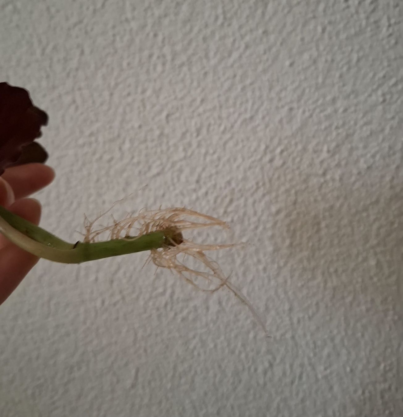 Pflanzen & Samen: Begonia Cracklin' Rosie Ableger – Neu (gemäss Beschreibung) aus Ballwil von Mirjam789 2