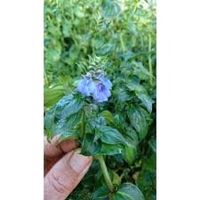 Plante au goût de Camembert RARE