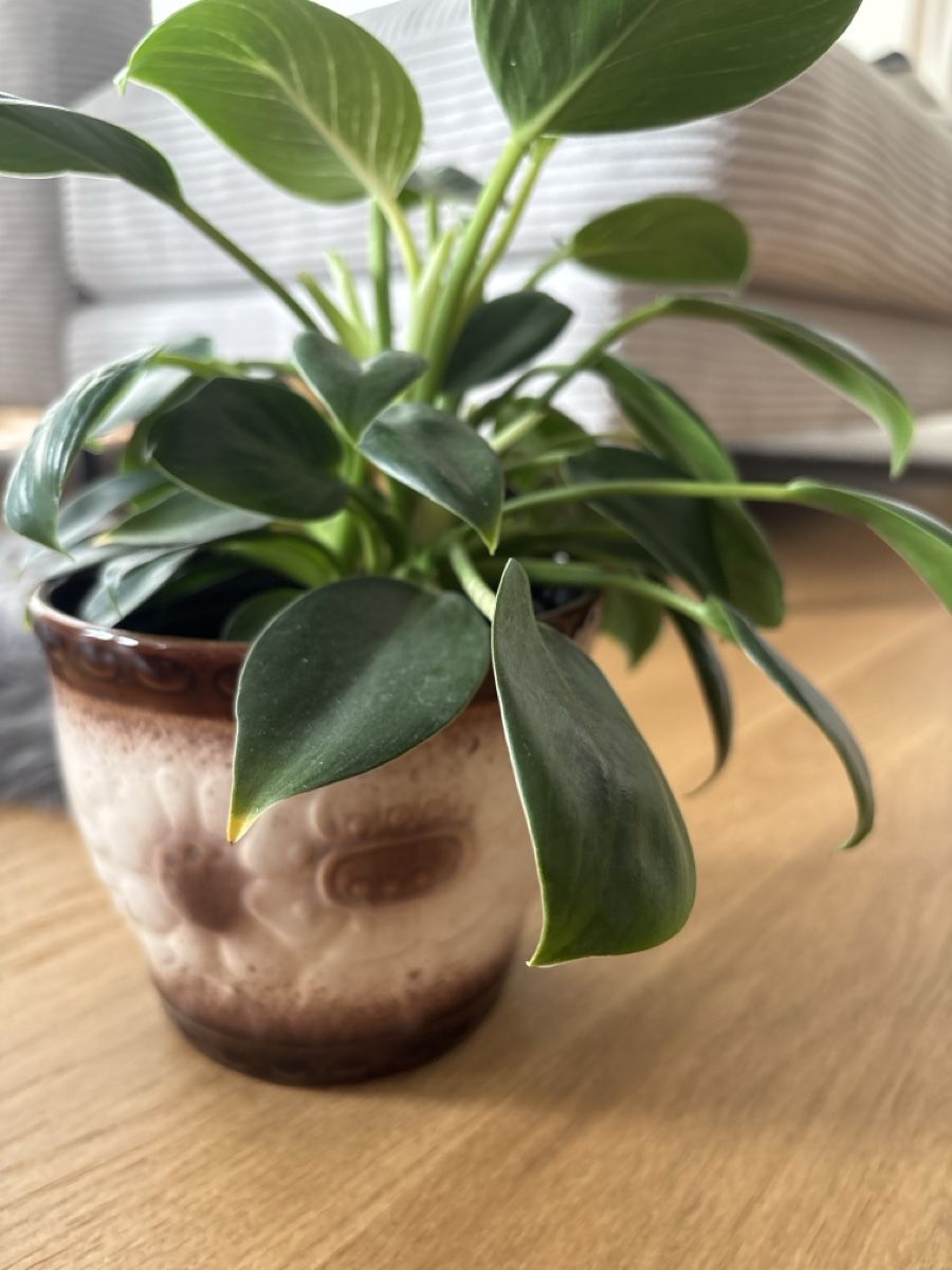 Pflanzen & Samen: Philodendron Birkin 'White Measure'  – Gebraucht aus Zizers von L.Berther 1