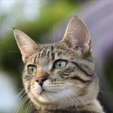 Profile image of nic_pfv7