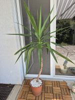 Yucca Palme Zimmerpflanze, Höhe ca. 140cm. 