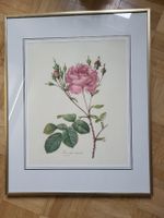 Schönes Rosenbild gerahmt