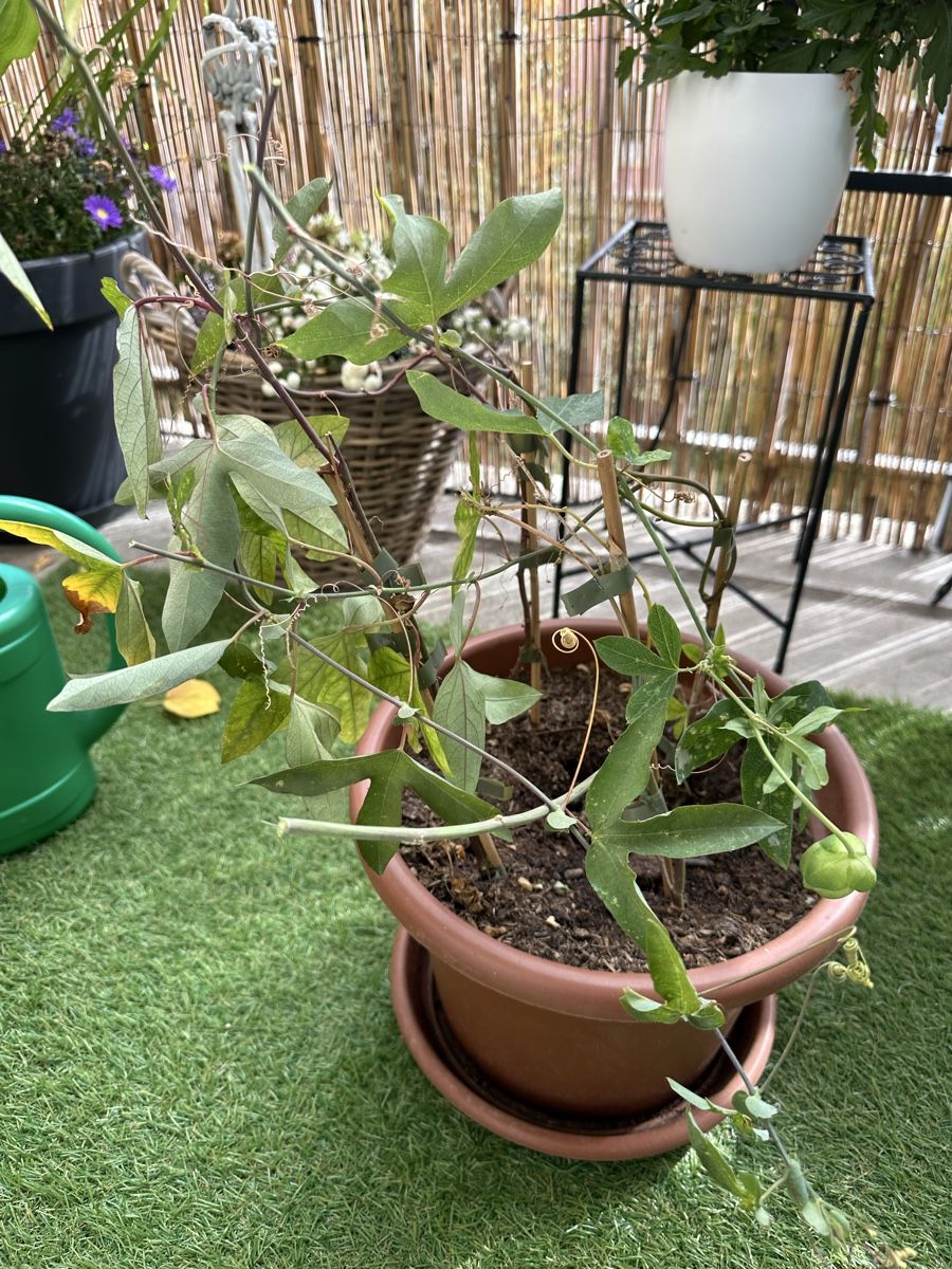 Pflanzen & Samen: Passiflora Topf kräftig  – Gebraucht aus Bern von Ruhrallee