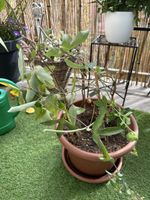 Passiflora Topf kräftig 