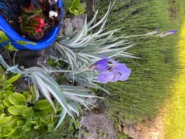 Iris 1 bulbe