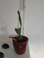 Kaktus
