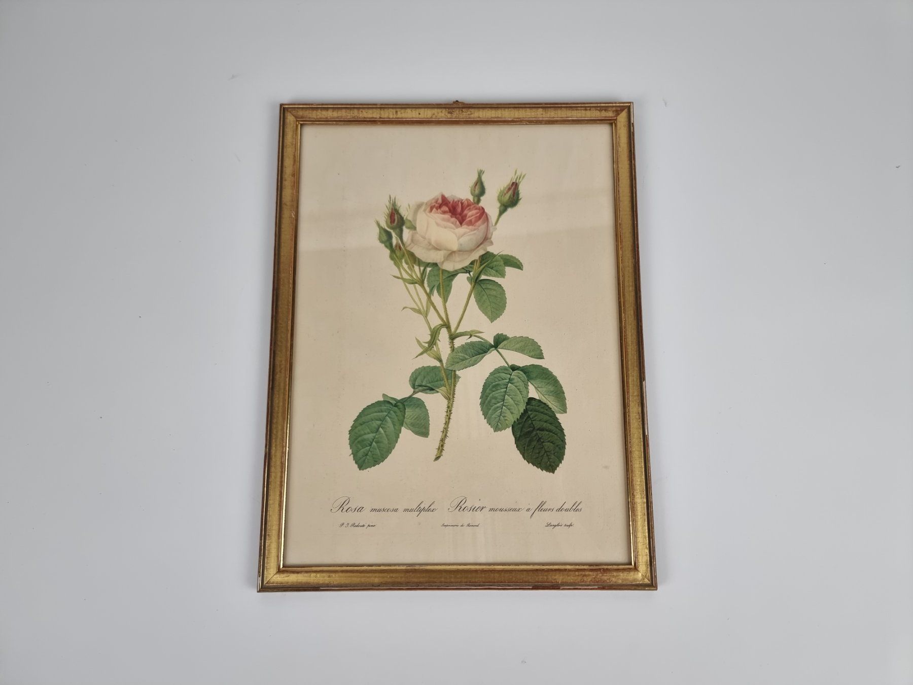 Foto & Immagini: Wandbild Rose – Usato da Urtenen-Schönbühl venduto da Restwert_Schoenbuehl 1