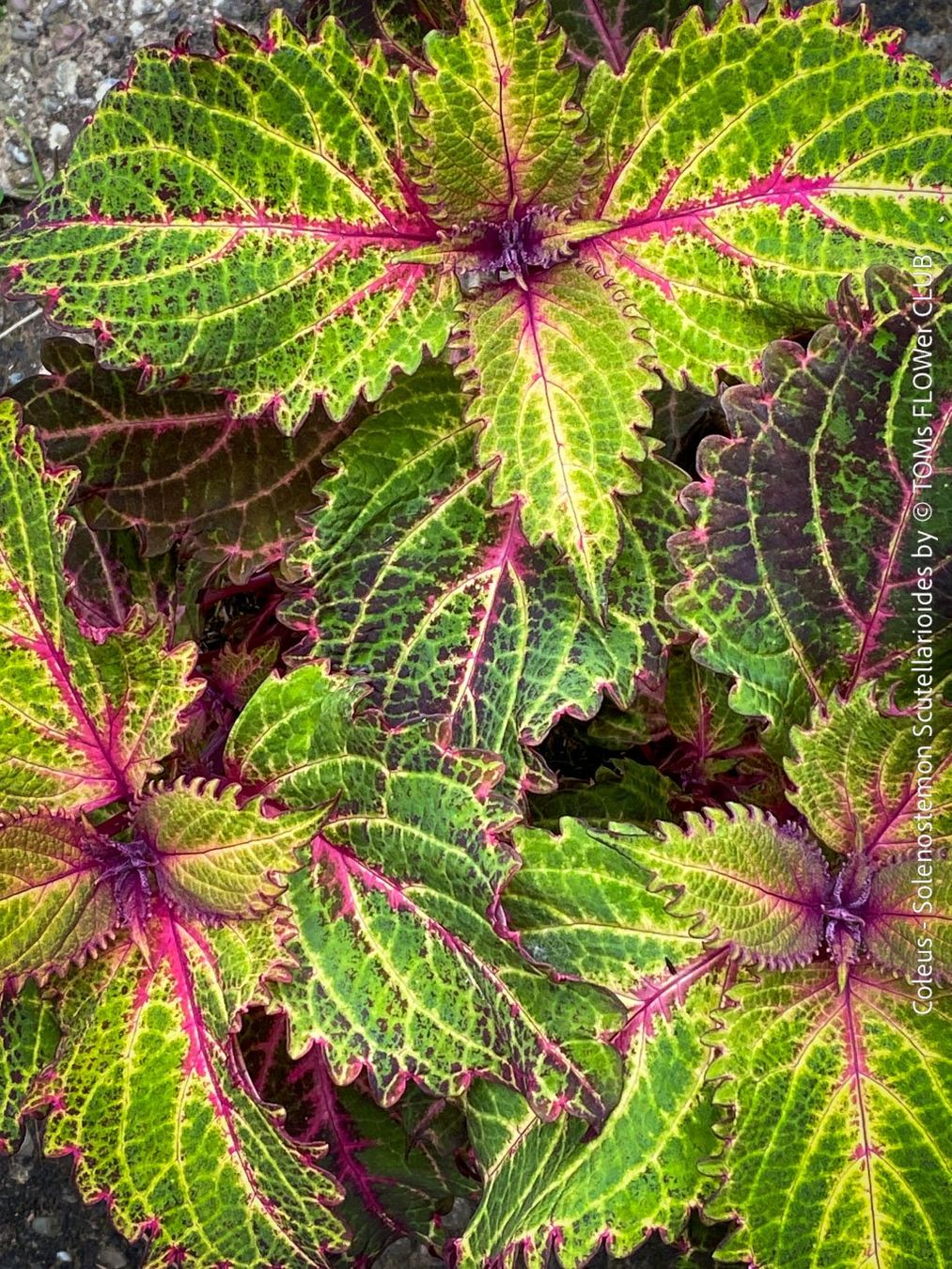 Pflanzen & Samen: Buntnessel - Coleus - rund 60cm Stämmchen – Neu und originalverpackt aus Adliswil von astom369 6