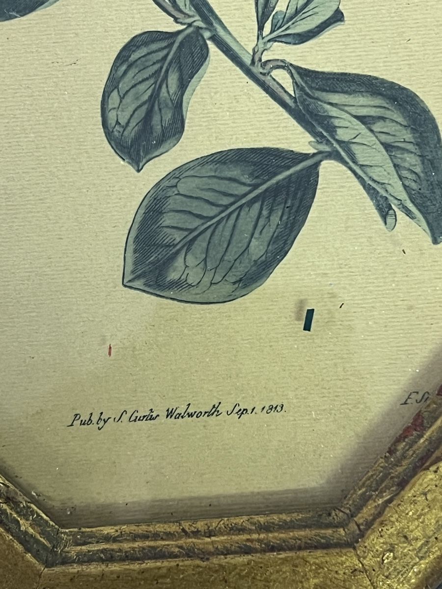 Posters & Illustrations: 3 Antike  Blumenbilder (2) – D'occasion à Glattfelden par brockischweiz 7