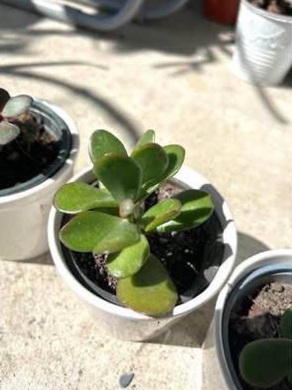 Pflanzen & Samen: 3 Glücksbäumli  – Gebraucht aus Frauenfeld von Irene.Schuppli 2