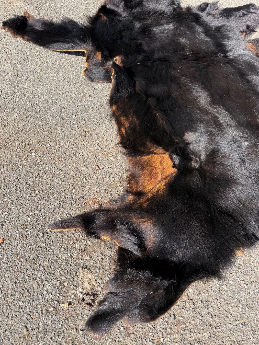 Welt der Tiere: Echtes Bären Fell - Legal – Neu (gemäss Beschreibung) aus Thun von Abalona3600 8