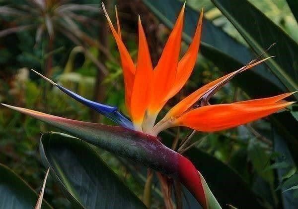 Piante & sementi: FLEURS DU PARADIS ORANGE 20g – Nuovo (secondo la descrizione) da Bremblens venduto da FIBONACCI369