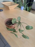 Einzigartige, grosse Ufopflanze (Pilea peperomioides) 