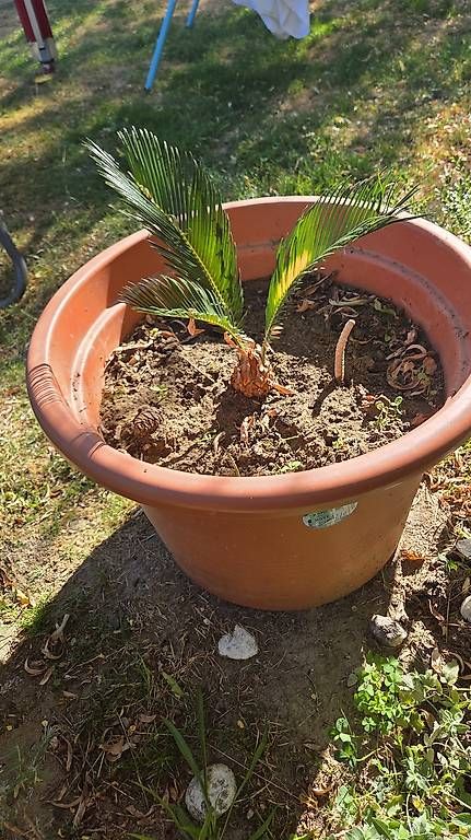 Plantes & graines: Cycas Revoluta – D'occasion à Pfaffnau par Hawaiano