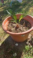 Cycas Revoluta