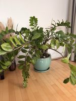 Zamioculcas Pflanze gross mit grünem Keramiktopf