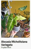 Alocasia Frydek micholitziana MINT  Rhizom