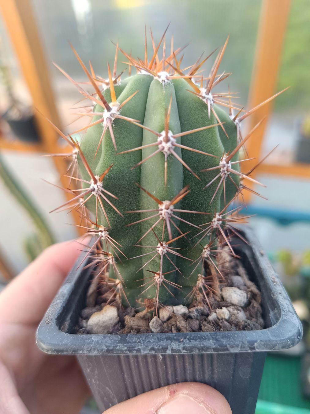 Piante & sementi: Trichocereus macrogonus SAN PEDRO – Nuovo (secondo la descrizione) da Pâquier-Montbarry venduto da chr_7dmj