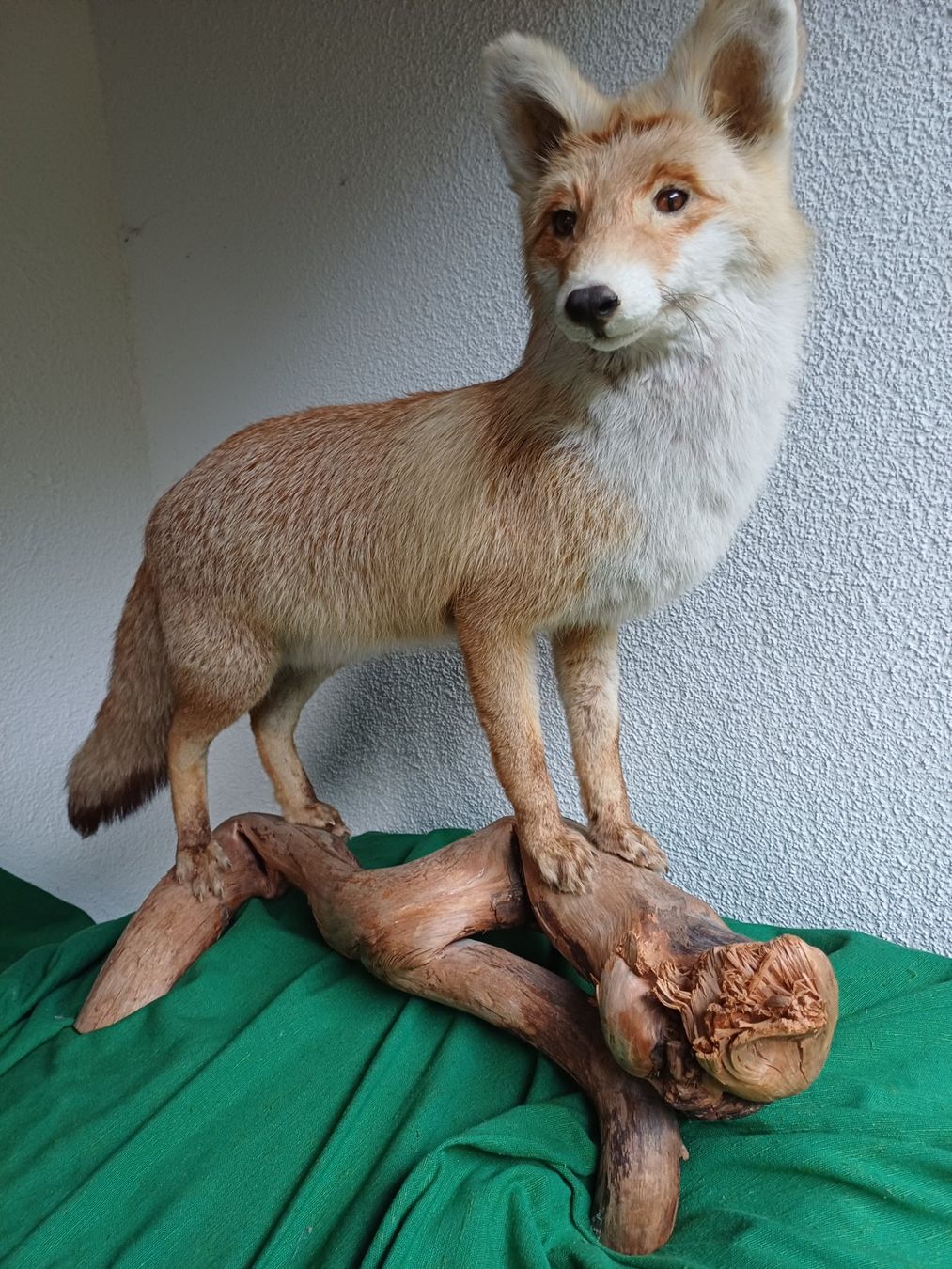 Monde des animaux: Fuchs Rotfuchs – D'occasion à Avry-sur-Matran par mon_benne74 2