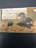 drei Grusskarten mit Tiermotiven 1900-1915