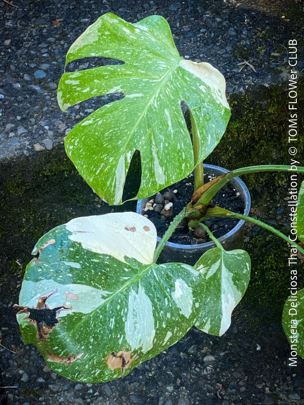 Piante & sementi: Monstera Deliciosa Thai Constellation - grossblättrig – Nuovo e nell'imballaggio originale da Adliswil venduto da astom369 5