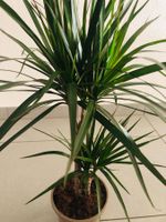 DRACAENA MARGINATA 50 cm ↕ pflegeleicht