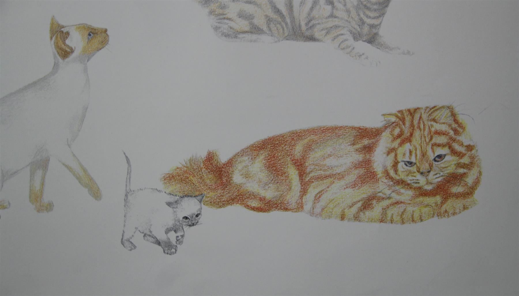 Foto & Immagini: Schulwandbild "Katze" Josette Morier – Usato da Birrwil venduto da brandschatz_birrwil 2