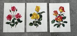 3 Vintage Rosen-Bilder / Kunstdrucke (A. M. Trechslin)