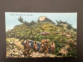 AK  Murmeltiere uralt  ungebraucht   (G1421)