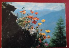 Alpenblumen Sauze d'Oulx 1972