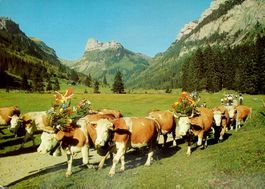 BEATENBERG Landwirtschaft Alpabfahrt