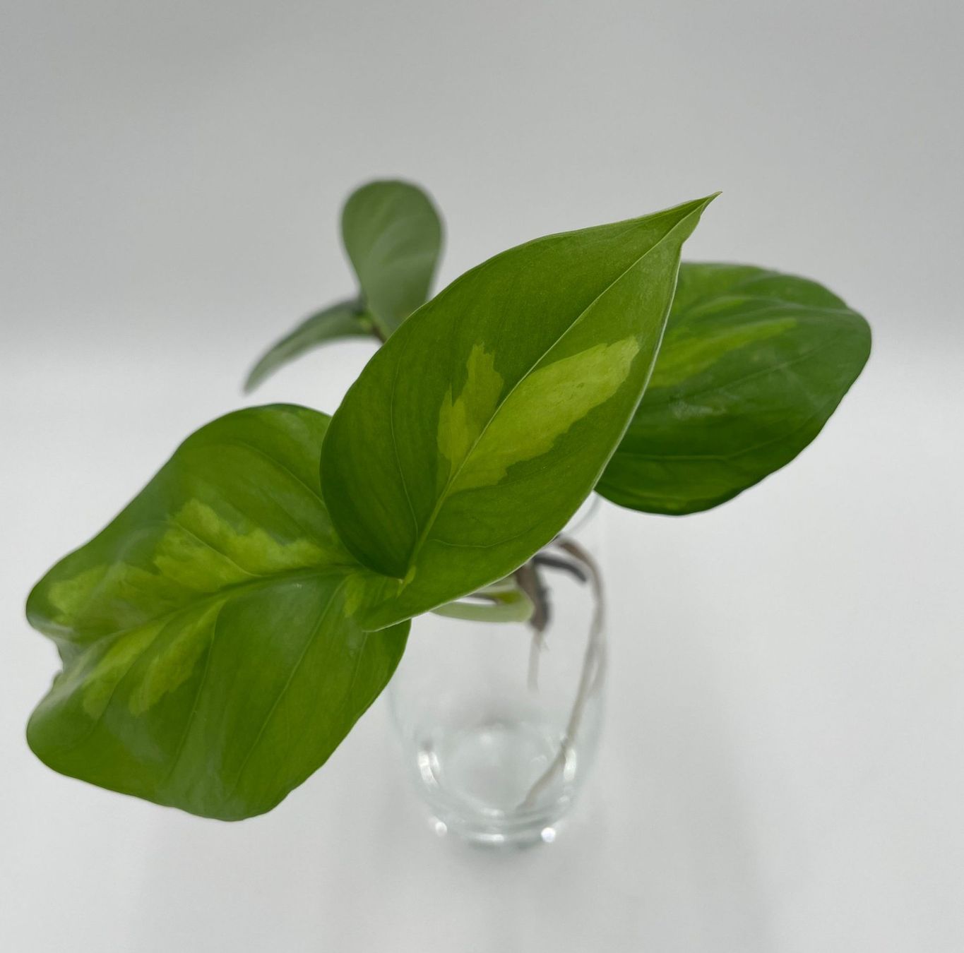 Piante & sementi: Epipremnum aureum 'Global Green' – Nuovo (secondo la descrizione) da Bühler venduto da googelibear 1