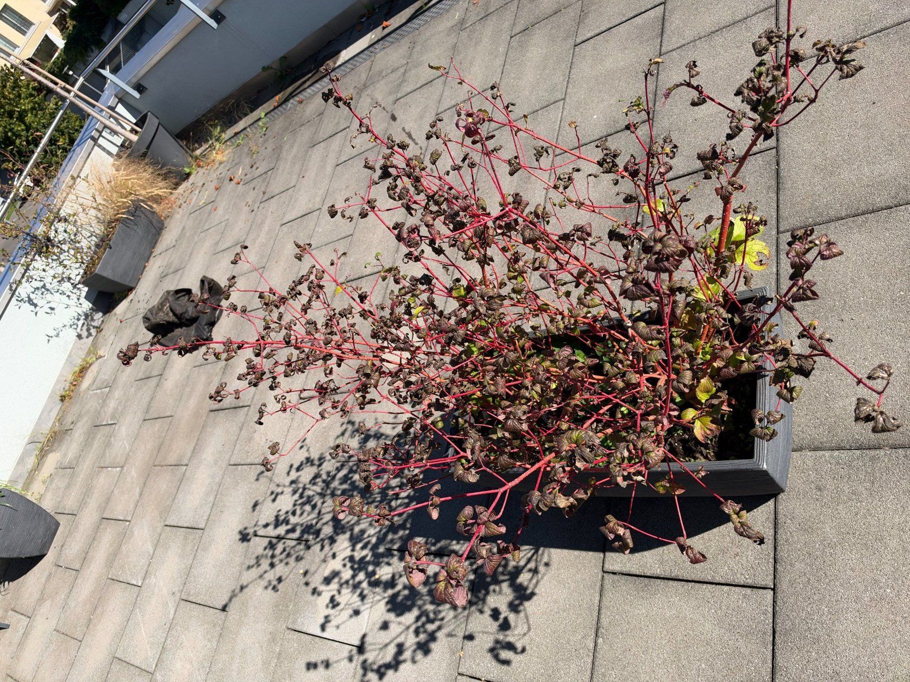Piante & sementi: Echter Hartigal – Usato da Root venduto da calmchris 2