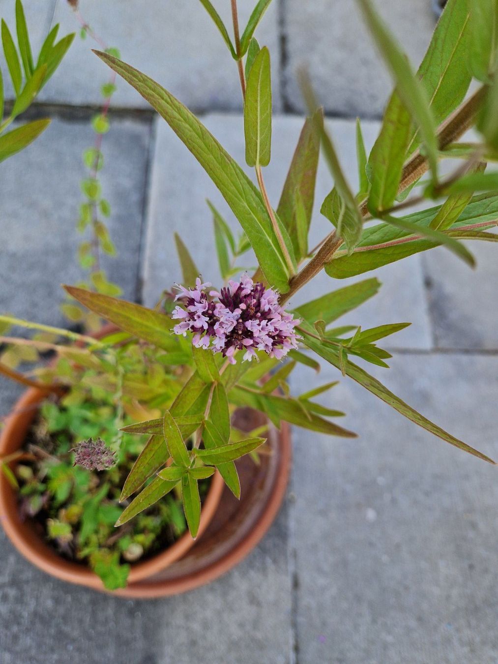 Piante & sementi: Balkon-/Gartenpflanze: Blutweiderich – Usato da Münchenbuchsee venduto da Aare22 2