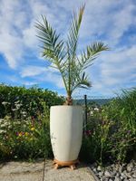Phoenix dactylifera, Dattelpalme