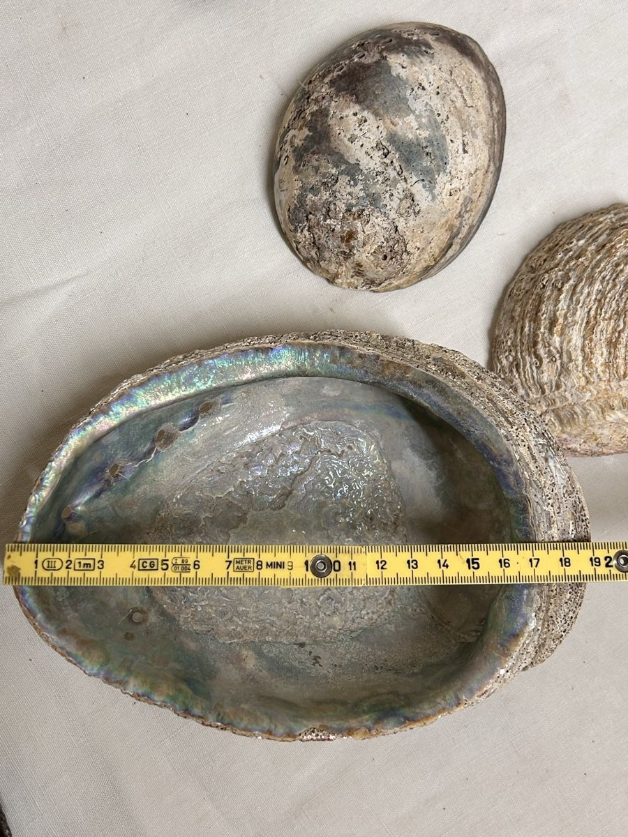 Fossili: Lot ormeaux et coquillages  – Usato da Lausanne venduto da Plein-de-styles 2