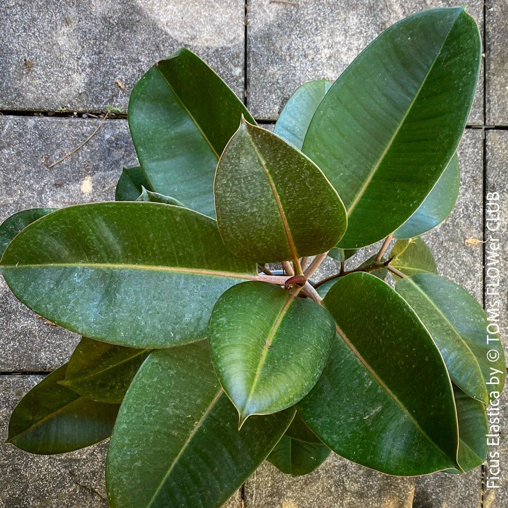 Plantes & graines: Ficus Elastica - klassisch Grün - frische Stecklinge – Neuf avec emballage d'origine à Adliswil par astom369 1